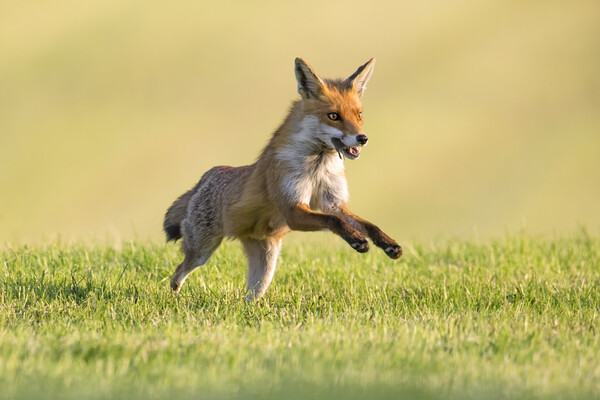 Red Fox Running with Mouse Picture Board by Arterra 