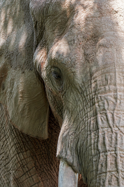 African Bush Elephant Picture Board by Arterra 