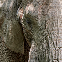 Buy canvas prints of African Bush Elephant by Arterra 