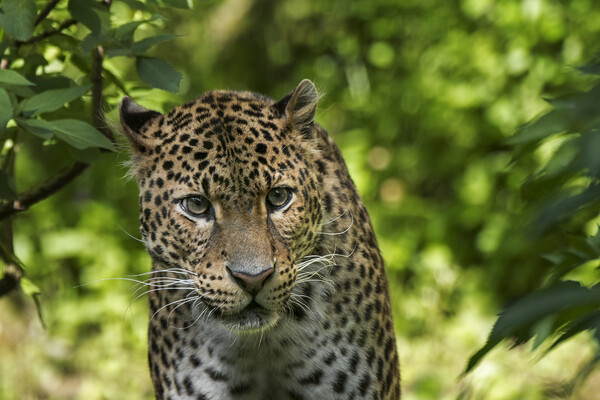 Javan Leopard Stalking Picture Board by Arterra 