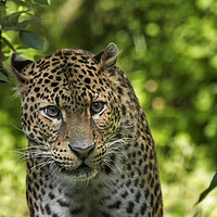 Buy canvas prints of Javan Leopard Stalking by Arterra 