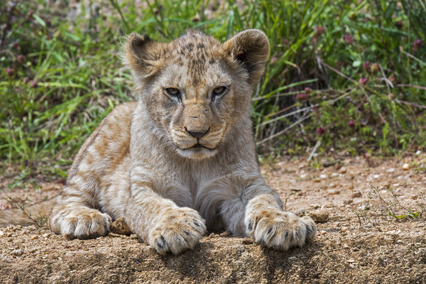 African Lion Cub Picture Board by Arterra 