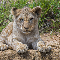 Buy canvas prints of African Lion Cub by Arterra 