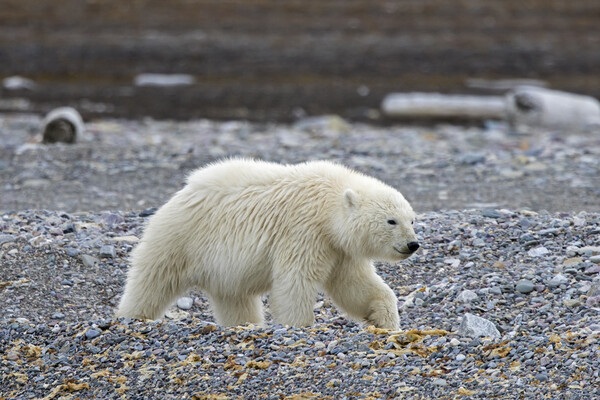 Polar Bear Cub in Svalbard Picture Board by Arterra 