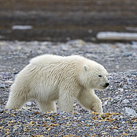 Buy canvas prints of Polar Bear Cub in Svalbard by Arterra 