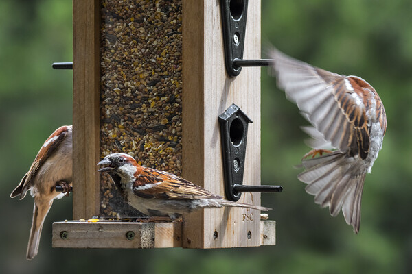 House Sparrows in Garden Picture Board by Arterra 
