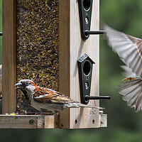 Buy canvas prints of House Sparrows in Garden by Arterra 