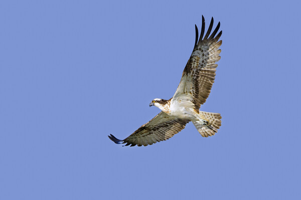 Flying Osprey Picture Board by Arterra 