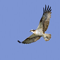 Buy canvas prints of Flying Osprey by Arterra 