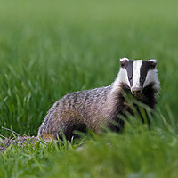 Buy canvas prints of Badger in Meadow by Arterra 