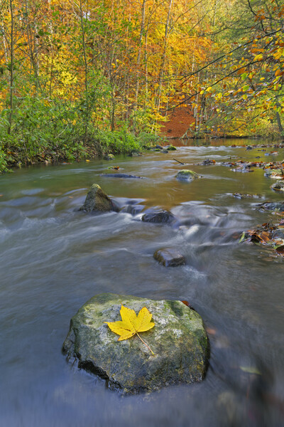 Sycamore Leaf in River Picture Board by Arterra 