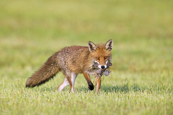 Red Fox Hunting for Mice in Pasture Picture Board by Arterra 