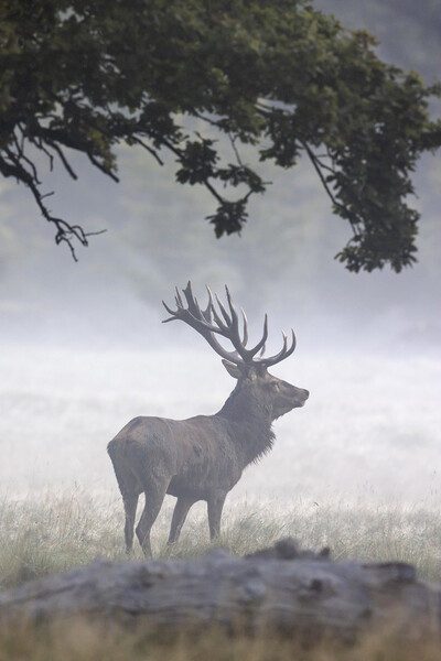 Red Deer Stag in Autumn Mist Picture Board by Arterra 