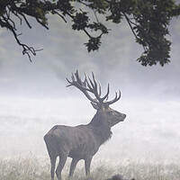 Buy canvas prints of Red Deer Stag in Autumn Mist by Arterra 