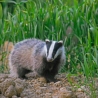 Buy canvas prints of Young European Badger by Arterra 