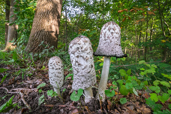 Shaggy Ink Cap Mushrooms in Woodland Picture Board by Arterra 