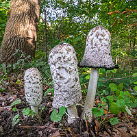 Buy canvas prints of Shaggy Ink Cap Mushrooms in Woodland by Arterra 