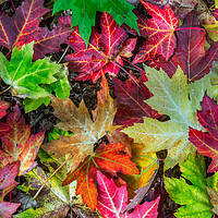 Buy canvas prints of Colourful Autumn Leaves  by Arterra 