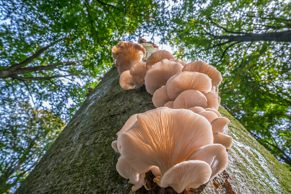 Oyster Mushrooms on Tree Trunk in Autumn Wood Picture Board by Arterra 