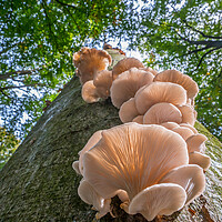 Buy canvas prints of Oyster Mushrooms on Tree Trunk in Autumn Wood by Arterra 