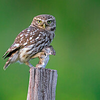 Buy canvas prints of Little Owl with Mouse by Arterra 