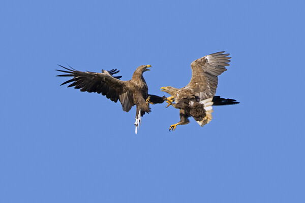 Fighting White-Tailed Eagles Picture Board by Arterra 