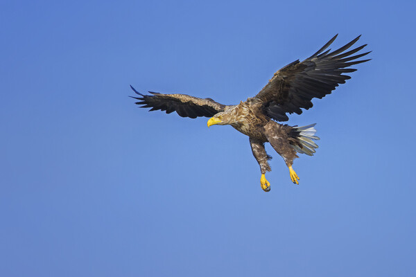 Soaring White-Tailed Eagle Picture Board by Arterra 