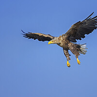 Buy canvas prints of Soaring White-Tailed Eagle by Arterra 