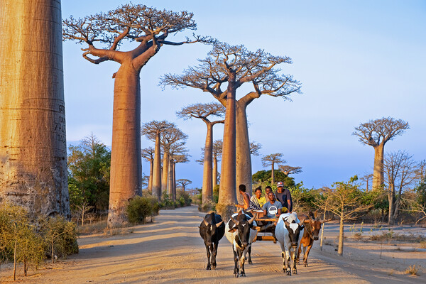 Avenue of the Baobabs Picture Board by Arterra 