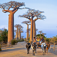 Buy canvas prints of Avenue of the Baobabs by Arterra 