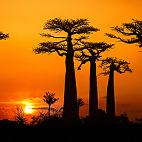 Buy canvas prints of Baobab Trees at Sunset by Arterra 