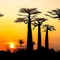 Buy canvas prints of Madagascar at Sunset by Arterra 