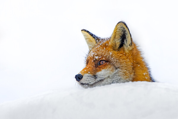 Red Fox Close Up in the Snow Picture Board by Arterra 