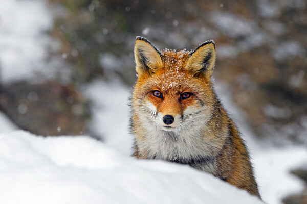 Red Fox Hunting in the Snow Picture Board by Arterra 