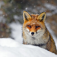 Buy canvas prints of Red Fox Hunting in the Snow by Arterra 