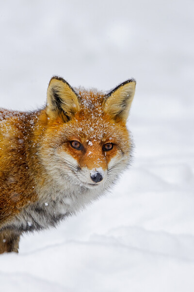 Cute Red Fox in Winter Picture Board by Arterra 