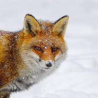 Buy canvas prints of Cute Red Fox in Winter by Arterra 