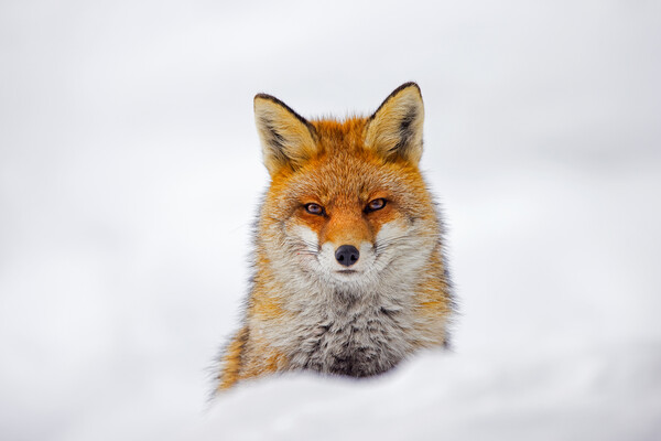 Red Fox Portrait in the Snow Picture Board by Arterra 