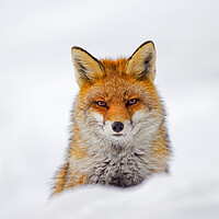 Buy canvas prints of Red Fox Portrait in the Snow by Arterra 