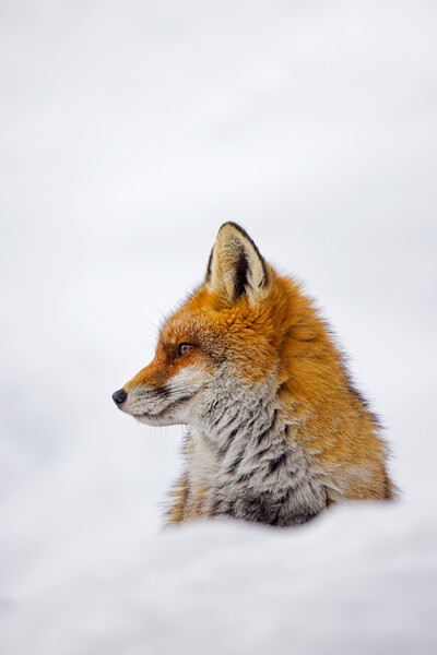 Cute Red Fox in the Snow Picture Board by Arterra 