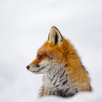 Buy canvas prints of Cute Red Fox in the Snow by Arterra 