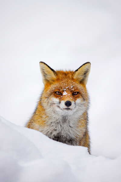 Red Fox during Snowfall Picture Board by Arterra 