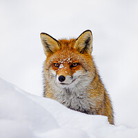 Buy canvas prints of Red Fox Hunting in Winter by Arterra 