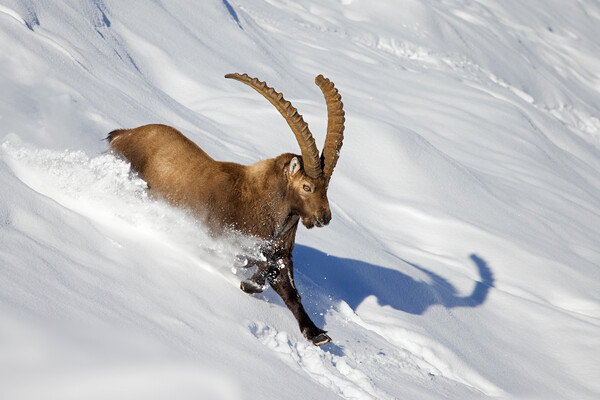 Alpine Ibex in Winter Picture Board by Arterra 