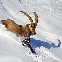 Buy canvas prints of Alpine Ibex in Winter by Arterra 