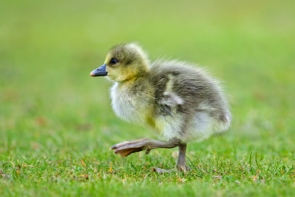 Greylag Goose Chick Picture Board by Arterra 