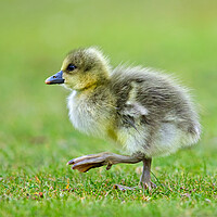 Buy canvas prints of Greylag Goose Chick by Arterra 