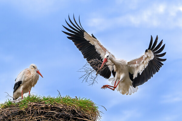 White Storks Building Nest Picture Board by Arterra 