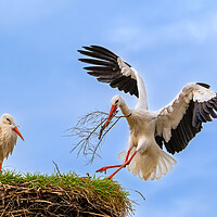Buy canvas prints of White Stork Landing with Twig by Arterra 