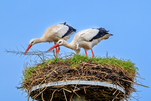 White Storks on Nest Picture Board by Arterra 